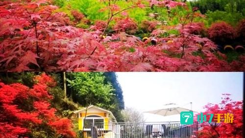 火羽山