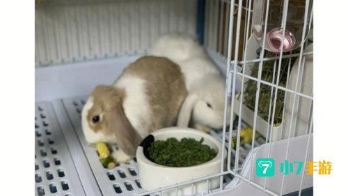 菠萝梗