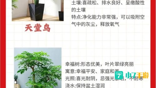 朋友搬家送什么绿植好蚂蚁森林